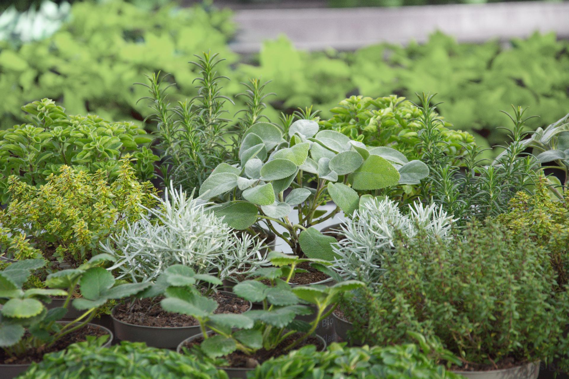 Unsere Reise zur Bio-Zertifizierung